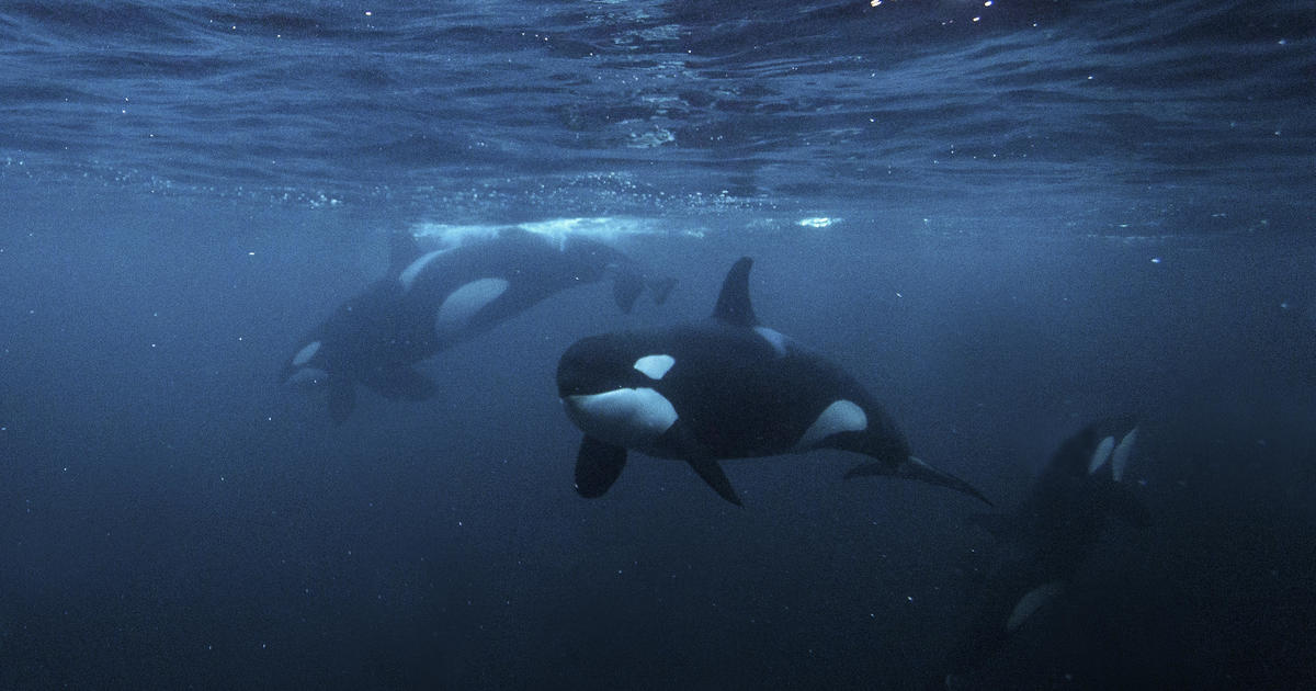 Coordinated boat attacks were just teen orcas having a little fun, study says