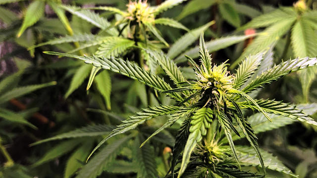 Medical cannabis growing indoors 