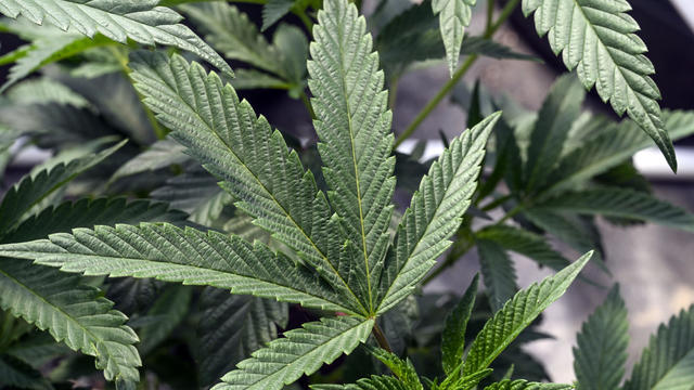 Close-up of marijuana plant growing outdoors 