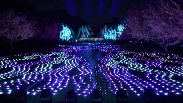 Thousands of blue and purple lights on the ground light up trees in Brooklyn Botanic Garden. 