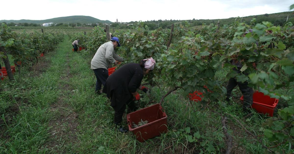 В Джорджия, изненадващо родното място на виното, винопроизводителите възраждат древно грозде