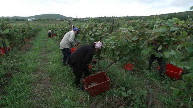 A vineyard in Georgia 