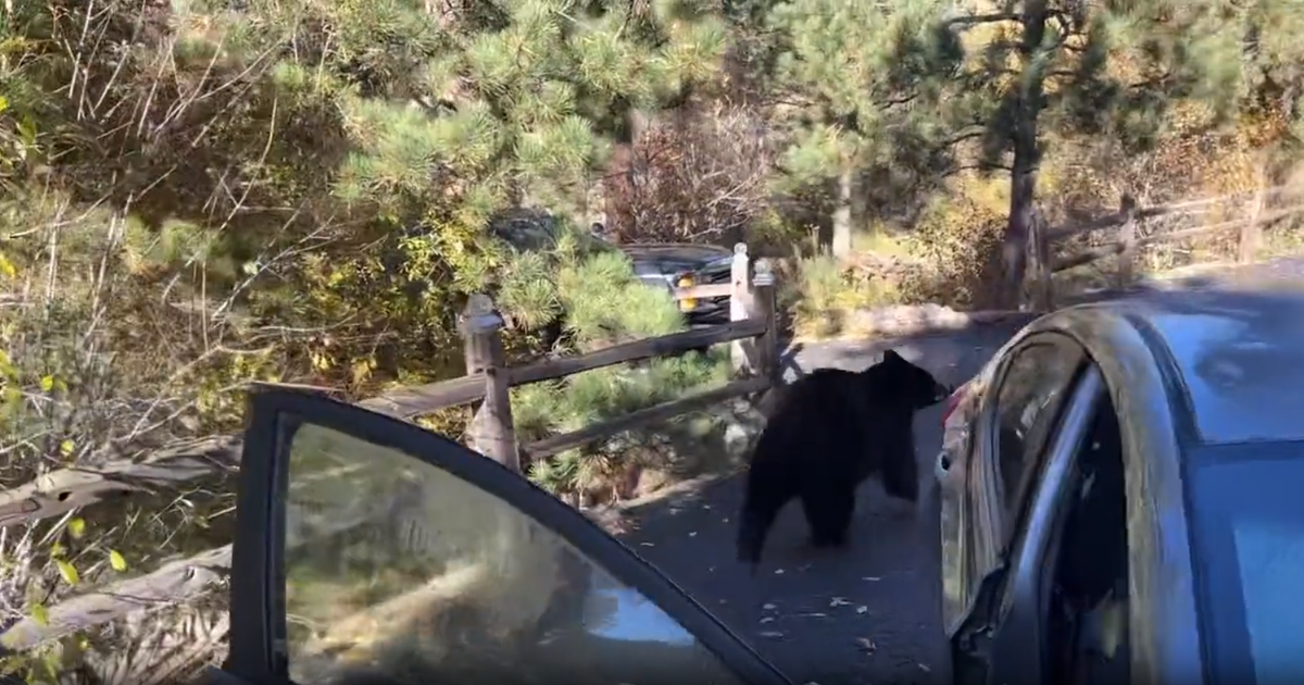 WATCH CPW officer releases bear back into wild after being stuck
