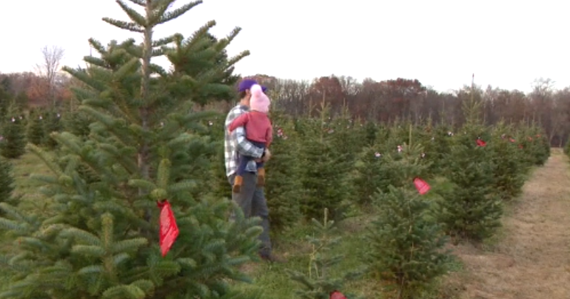 Families flock to Christmas Tree Farms on opening weekend CBS Minnesota