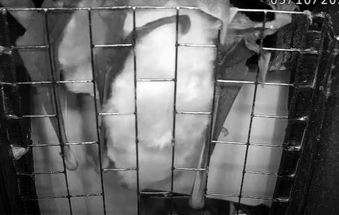 An image capture from a video shows the mating behavior of Eptesicus serotinus.