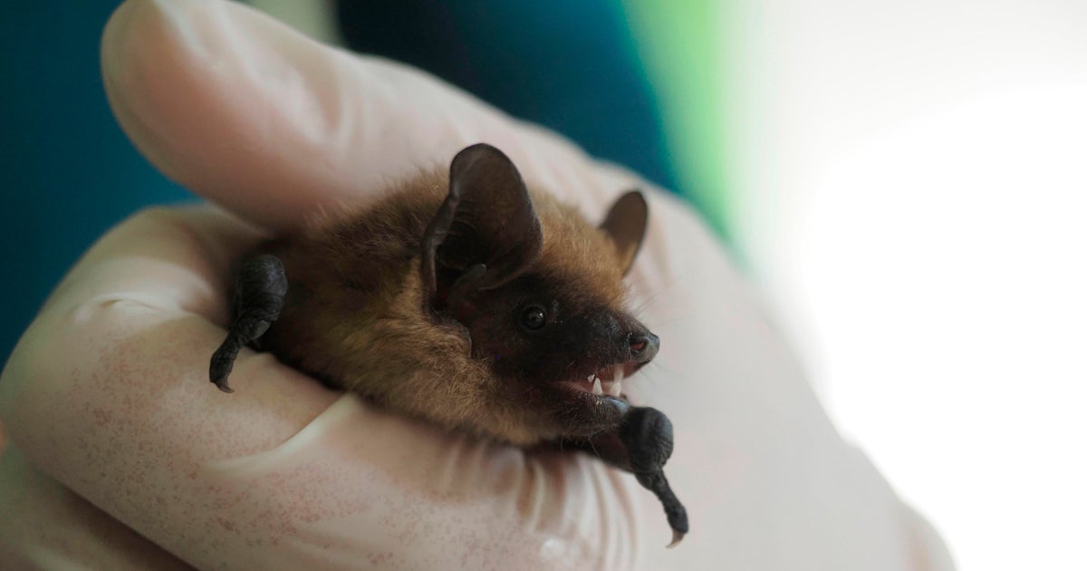 Retiree records bat sex in church attic helps scientists solve mystery of species super long penis  CBS News Retiree records bat sex in church attic helps scientists solve mystery of species super long penis  CBS News