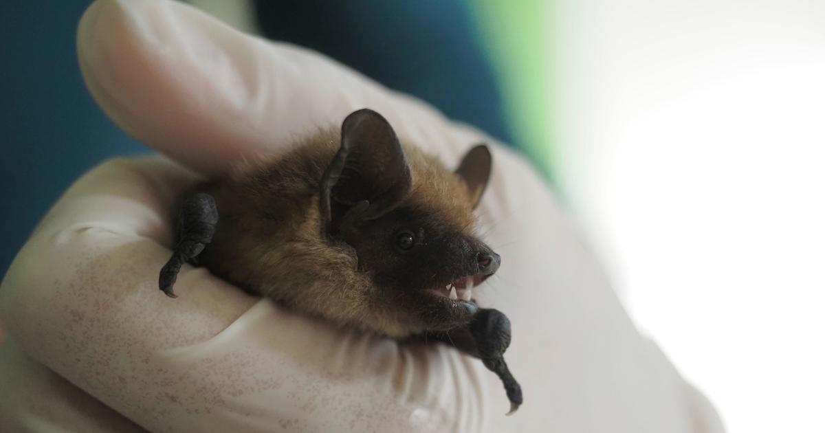 Retiree records bat sex in church attic, helps scientists solve mystery of species’ “super long” penis