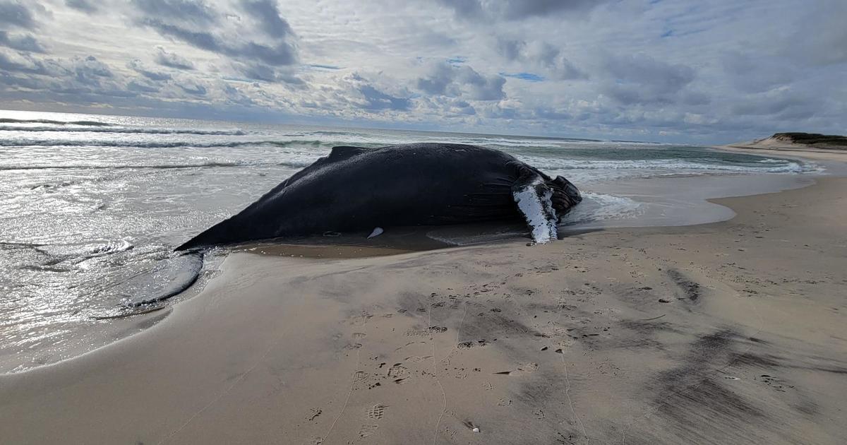 Гърбав кит изхвърлен на брега на отдалечен остров в Северния