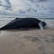 Whale last seen decades ago found alive, but discovery ends in heartbreak