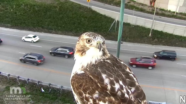 hawk-mndot-cam.jpg