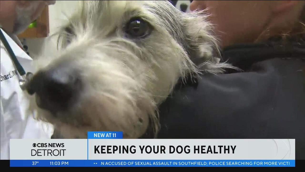 Mysterious dog illness cancels holiday event for Inland Empire