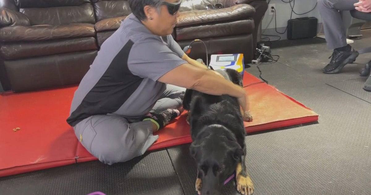 Dog Illness 2025