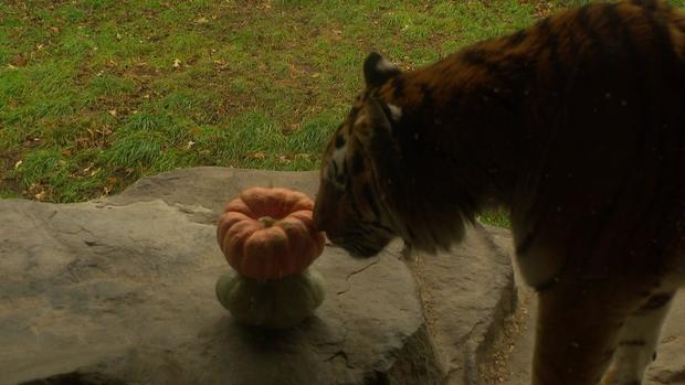 tue-12p-vo-como-zoo-pumpkins-charest-112123.jpg 