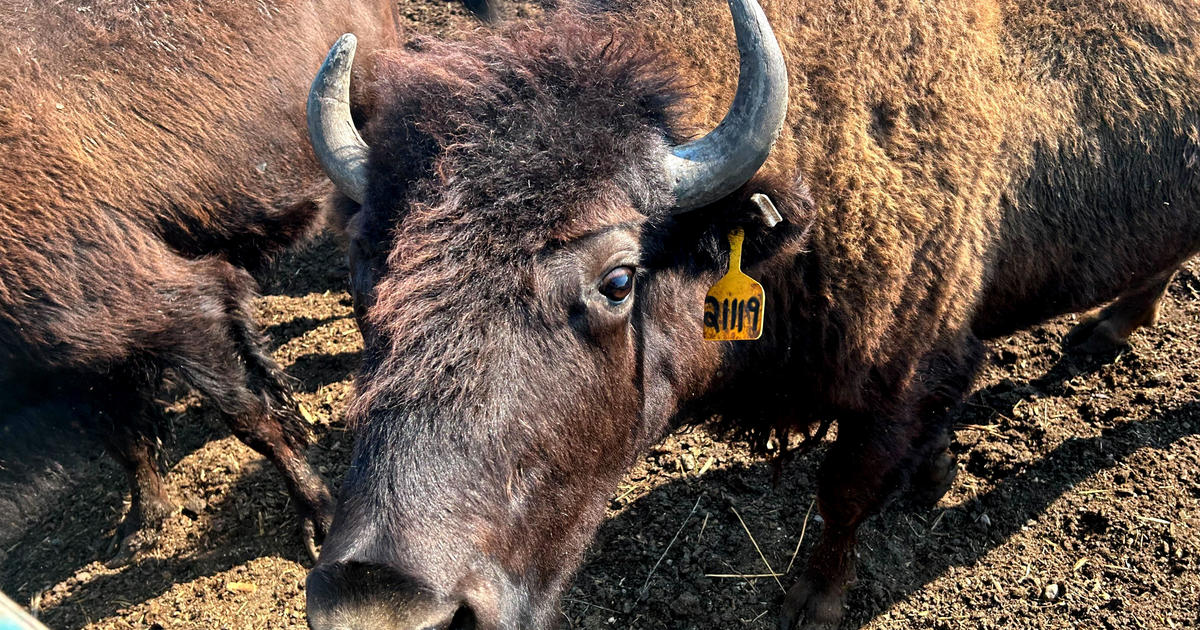 Rural medics get long-distance help in treating man gored by bison