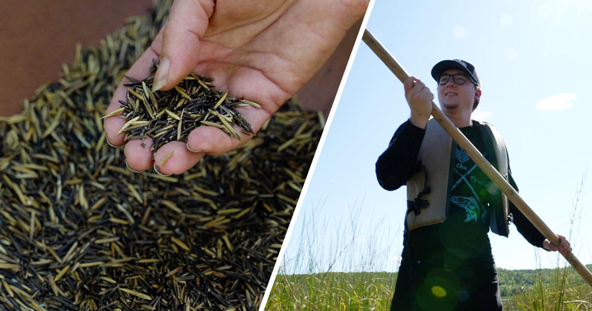The State of the Waters: Protecting and Understanding Wild Rice, Sacred to the Ojibwe People