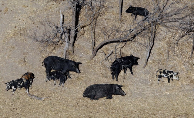 Feral pigs roam near a Mertzon, Texas, ranch on Feb. 18, 2009. 