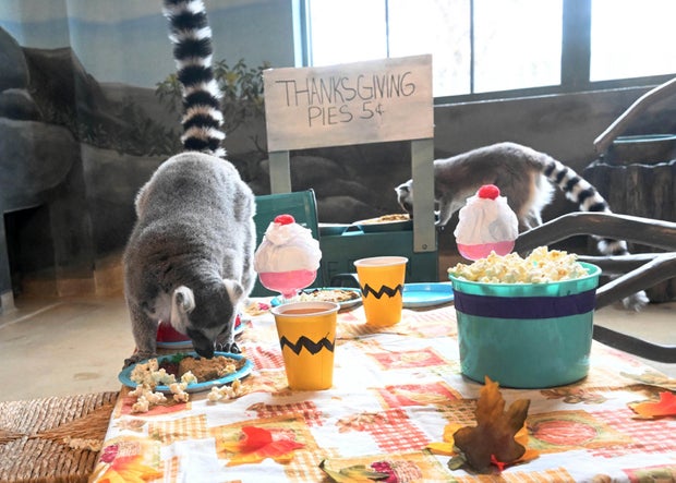 Brookfield Zoo lemurs.jpg