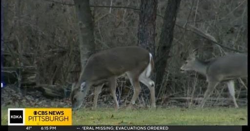 What makes the perfect deer hunting weather? CBS Pittsburgh