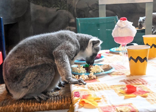 Brookfield Zoo lemurs.jpg
