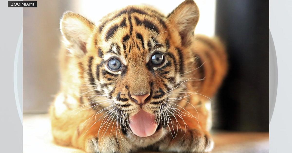 Zoo Miami releases images of Sumatran tiger cub