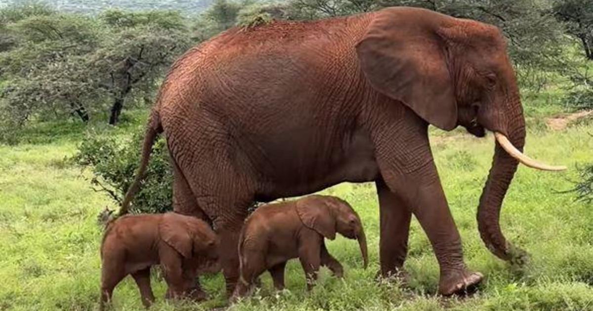 Vzácné sloní dvojče narozené v Keni zachycené kamerou: „Úžasné možnosti!“