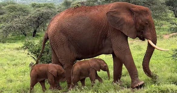 Raro elefante gemelo nacido en Kenia, captado por la cámara: “¡Posibilidades increíbles!”