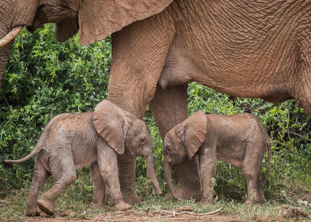 Rare elephant twins born in northern Kenya 