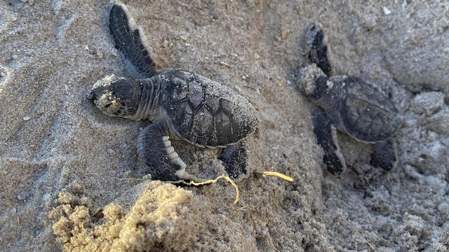 Sea Turtles Climate Threat 