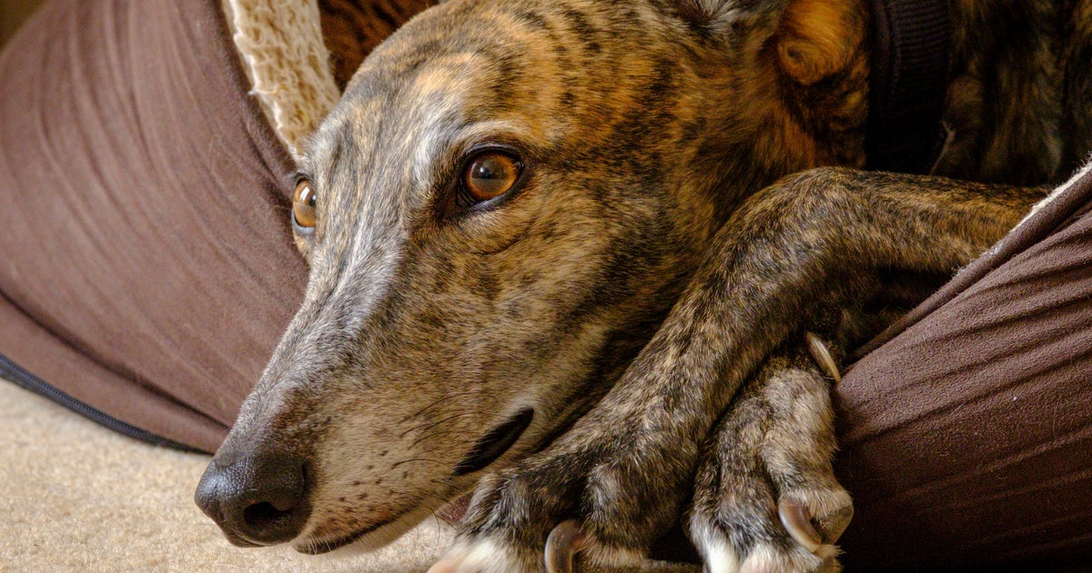 Adopt a Senior Pet Month touts benefits of taking in older pets