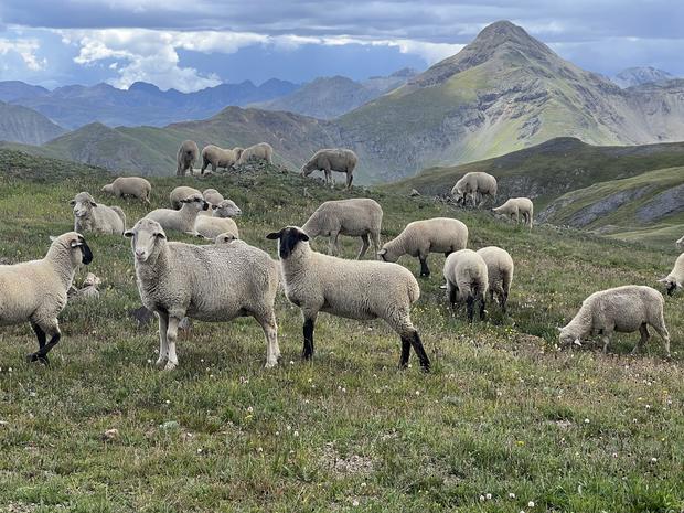 bighorn-sheep-land-donation-7-domestic-sheep-credit-ernie-etchart.jpg 