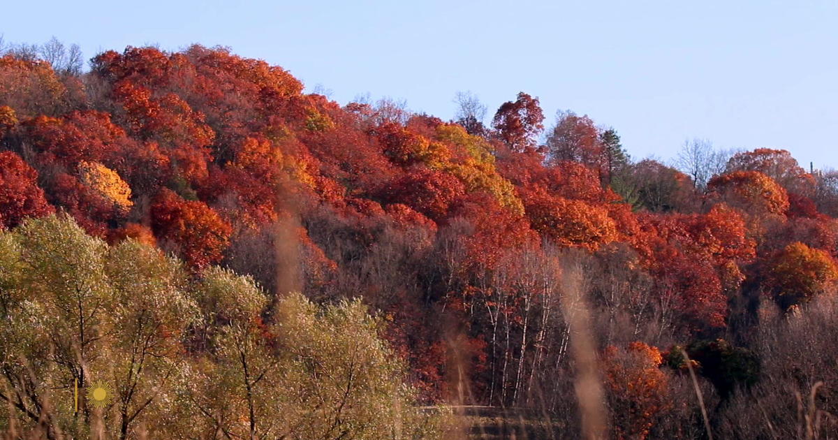 The Autumn Colors of New York: A Natural Spectacle