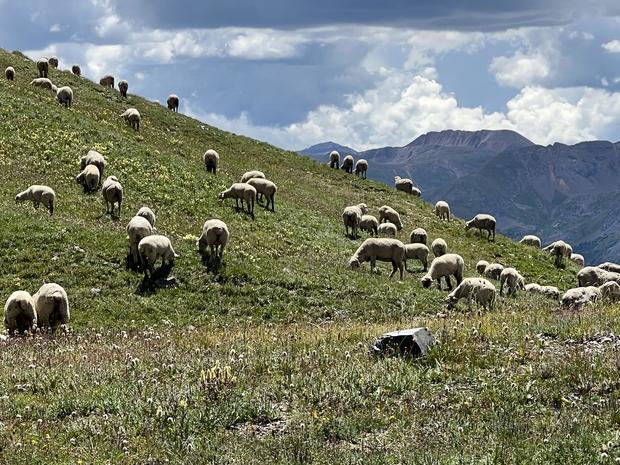 bighorn-sheep-land-donation-8-domestic-sheep-credit-ernie-etchart.jpg 