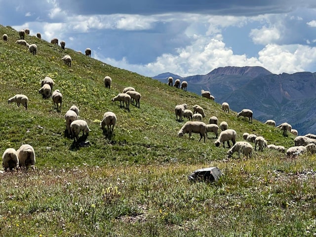 Why Sheep? ‎– Sampling Concerto 4-H Sheep Production & Management