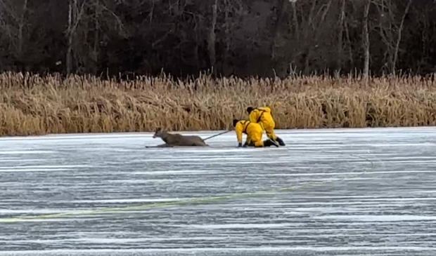 prior-lake-firefighters-rescue-deer-from-lake.jpg 