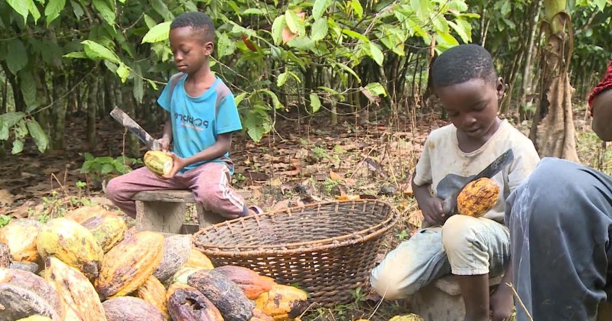Компанията за бонбони Mars използва какао, набрано от деца на 5-годишна възраст в Гана: разследване на CBS News