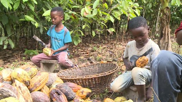 Candy company Mars uses cocoa harvested by kids as young as 5 in Ghana