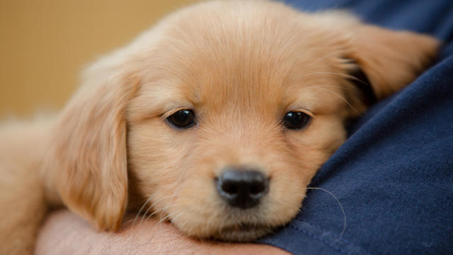 Golden Retriever Puppy held in arms 