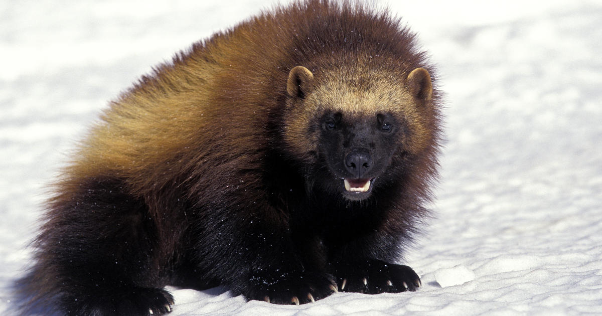 Wolverines now considered threatened species under Endangered Species Act