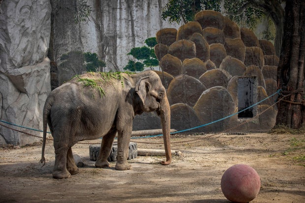 Mali, dubbed the world's saddest elephant, has died after decades in captivity at the Manila Zoo