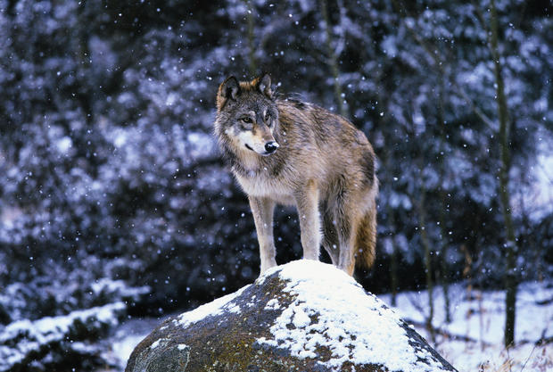 Gray Wolf on Snowy Rock 