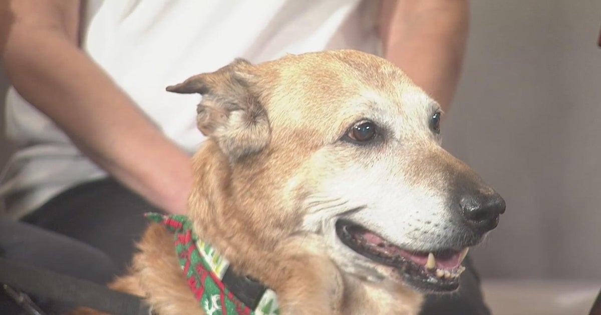Pet Rescue Spotlight: Citizen Canine Rescue - CBS Chicago