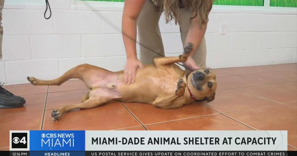 Miami-Dade Animal Solutions retains adoption occasion in West Kendall