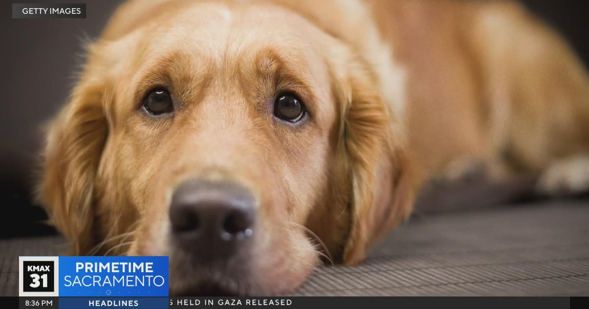 The Answer: Longer lives for dogs?