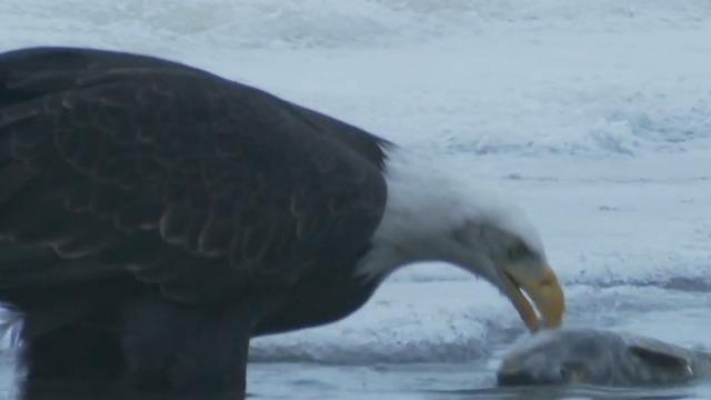 cbsn-fusion-worlds-largest-gathering-of-bald-eagles-threatened-by-alaska-copper-mine-project-critics-say-thumbnail-2492580-640x360.jpg 