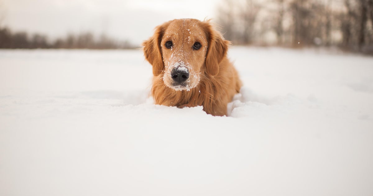 Pet Project: Humans can read dogs’ facial expressions, study suggests Pet Project: Humans can read dogs’ facial expressions, study suggests