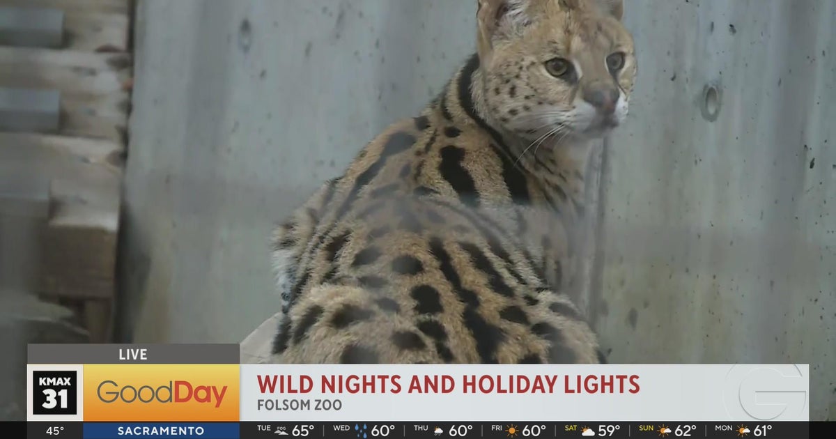 Wild Nights and Holiday Lights at the Folsom Zoo Good Day Sacramento
