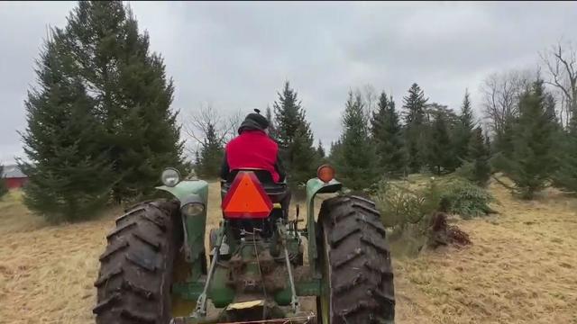 Family-owned Christmas tree farm near Ann Arbor enters 32nd season 