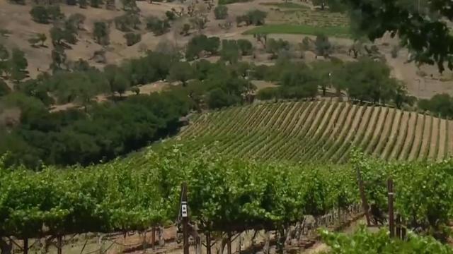 napa valley grape vines 