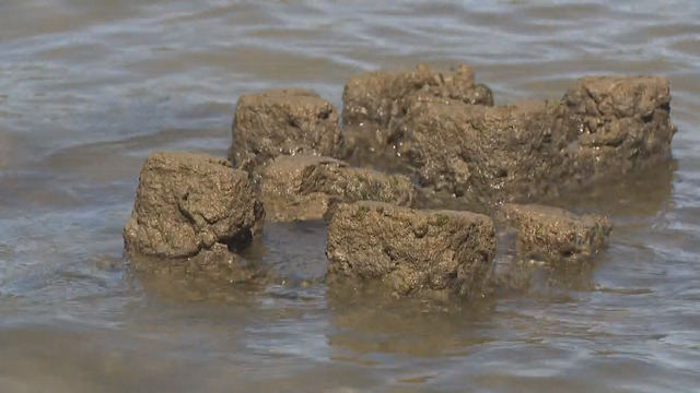 oyster.png