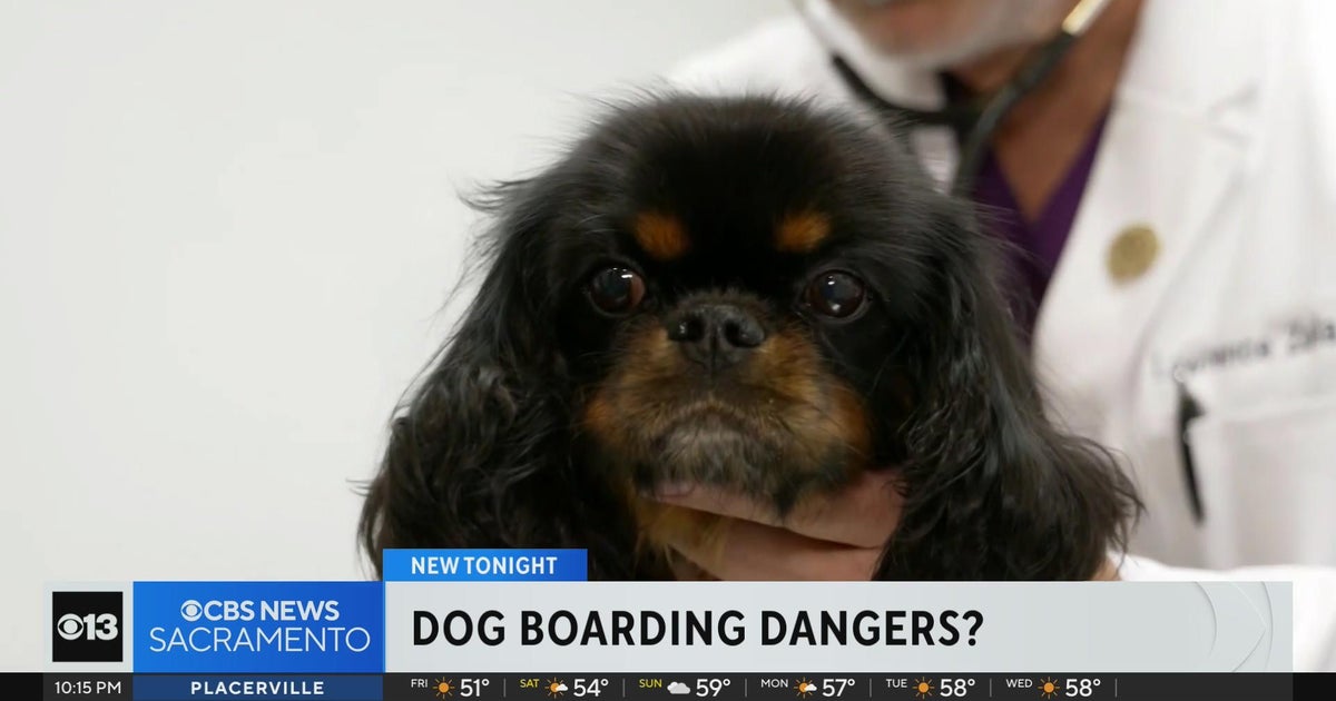 Is boarding your dog during holiday travels dangerous?
